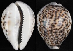 Cypraea tigris tigris