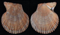 Chlamys varia