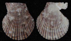 Chlamys varia