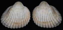 Cerasteroderma glaucum
