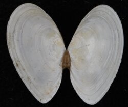Macromangulus tenuis