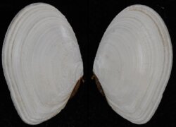 Macromangulus tenuis