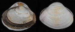 Corbula gibba