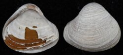 Corbula gibba