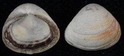 Corbula gibba