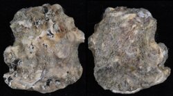 Ostrea edulis