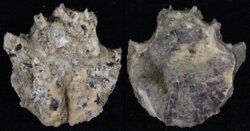 Ostrea edulis