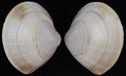 Mactra stultorum