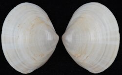 Mactra stultorum