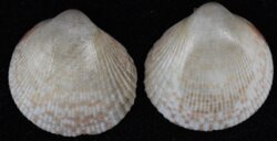 Fulvia australis