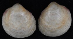 Fulvia australis
