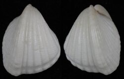 Lunulicardia retusa
