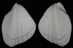 Lunulicardia retusa