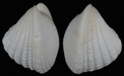 Lunulicardia retusa