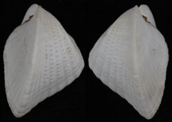 Lunulicardium hemicardium