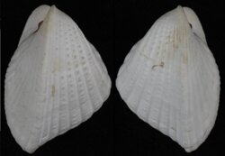 Lunulicardium hemicardium