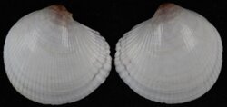Fulvia bullata