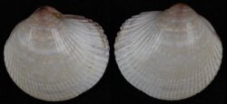 Fulvia bullata