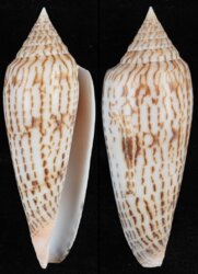 Phasmoconus ranonganus