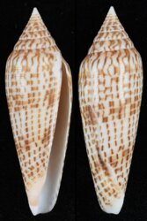 Phasmoconus ranonganus