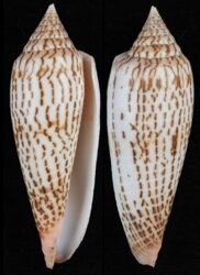 Phasmoconus ranonganus