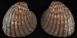 Cardites antiquatus