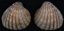 Cardites antiquatus
