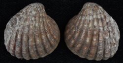 Cardites antiquatus