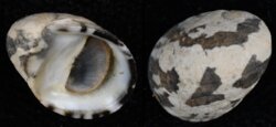 Nerita albicilla