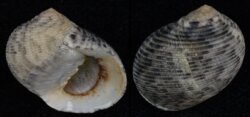 Nerita undata