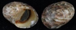 Nerita orbignyana