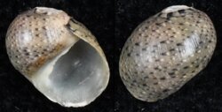 Neritina variegata