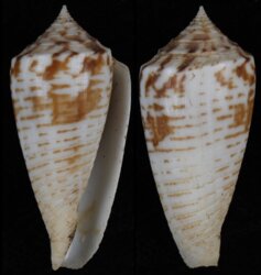 Phasmoconus mucronatus mucronatus