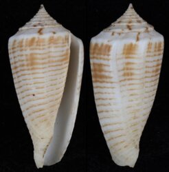 Phasmoconus mucronatus mucronatus