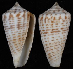 Phasmoconus mucronatus mucronatus