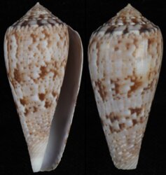 Afonsoconus kinoshitai