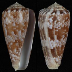 Afonsoconus kinoshitai