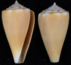 Kionoconus sazanka