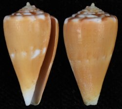 Kioconus sazanka