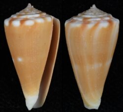 Kioconus sazanka