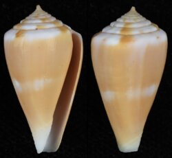 Kioconus sazanka
