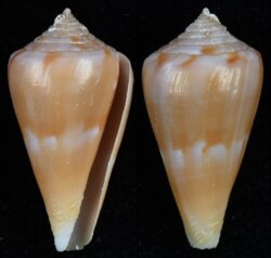 Kioconus martensi