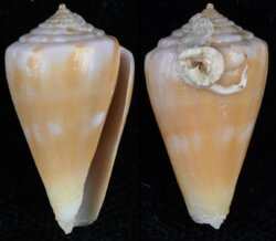 Kioconus martensi