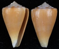 Kioconus martensi
