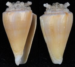 Kioconus martensi