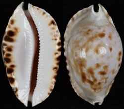 Zoila marginata marginata