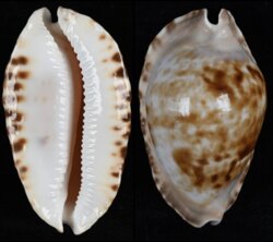 Zoila marginata marginata fma consueta