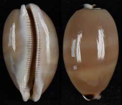 Luria pulchra fma sinaiensis