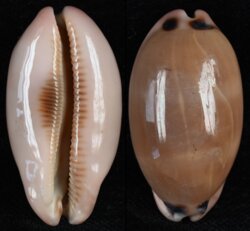 Luria pulchra fma sinaiensis