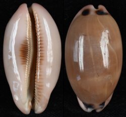 Luria pulchra fma sinaiensis
